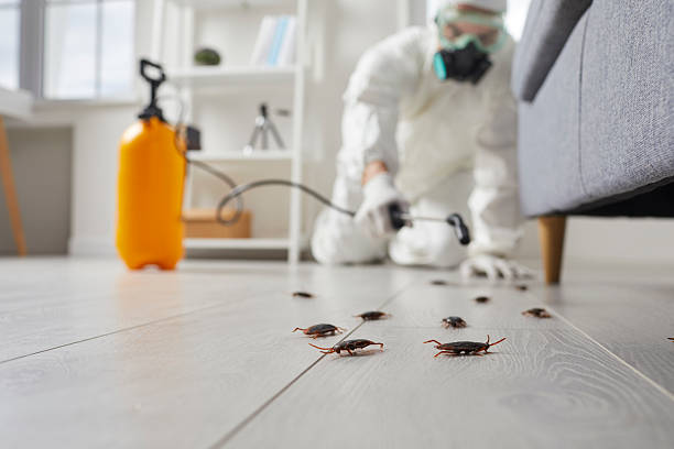 Post-Treatment Bed Bug Interceptor Monitoring in Ladera Heights